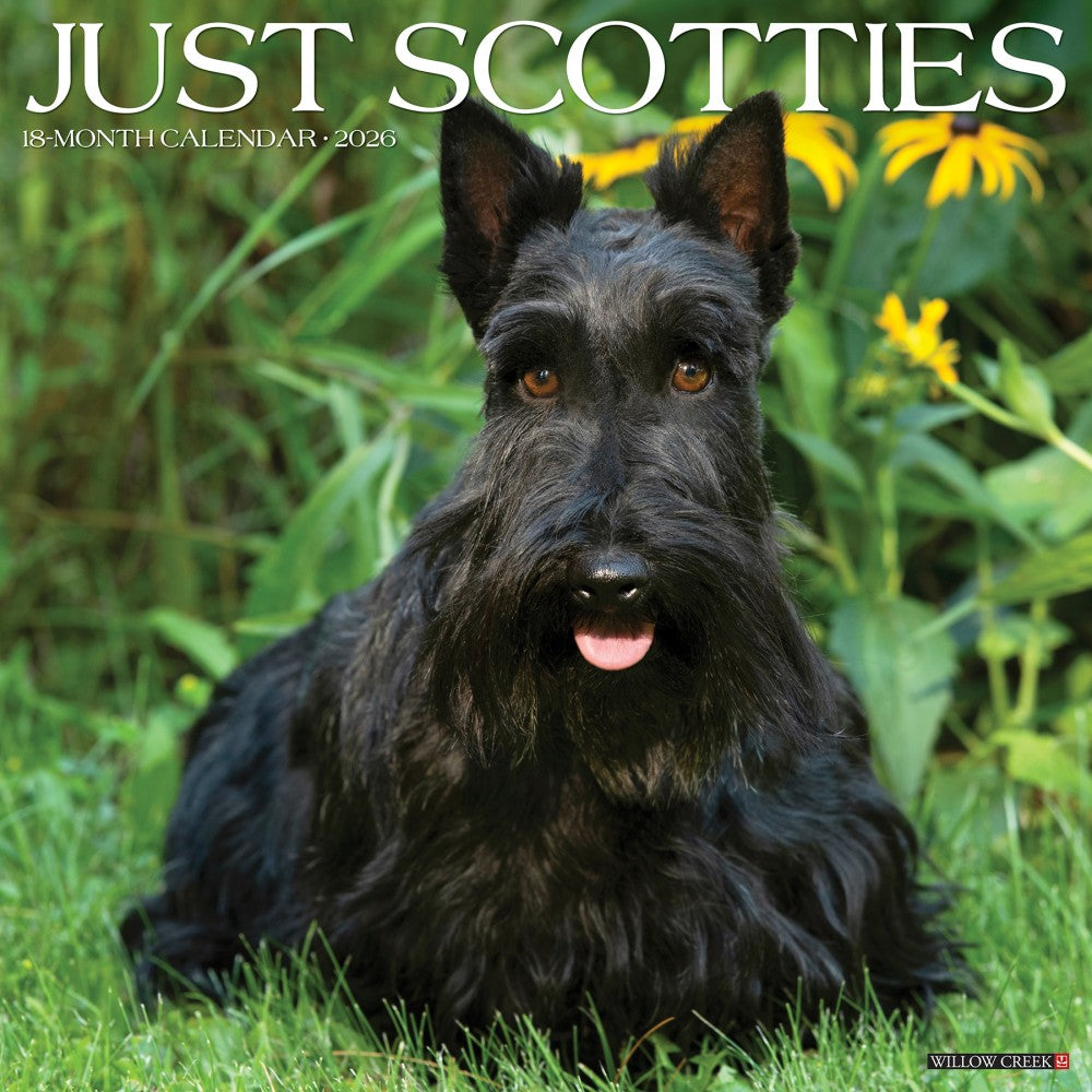 2026 Willow Creek Press Animals Monthly Wall Calendar, 12in x 12in, Scotties, January To December, 52693