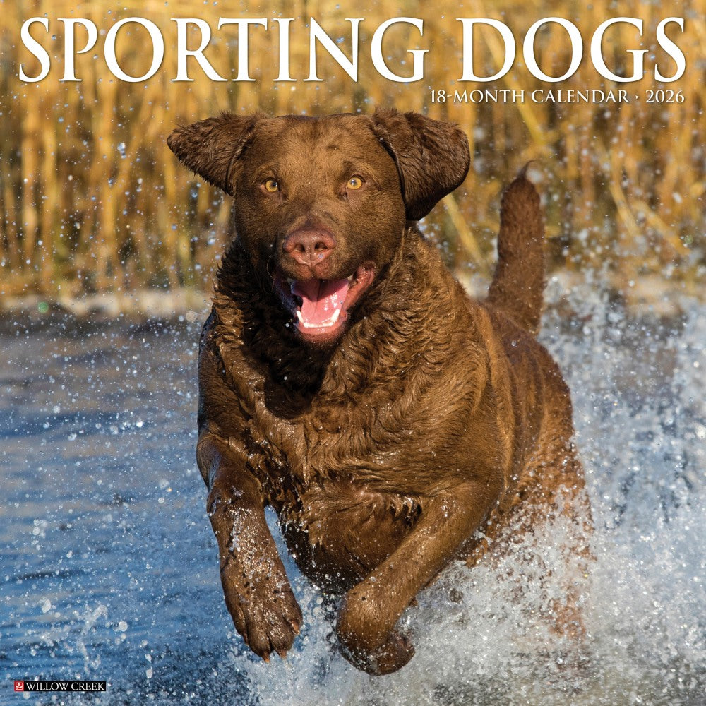 2026 Willow Creek Press Animals Monthly Wall Calendar, 12in x 12in, Sporting Dogs, January To December, 55557