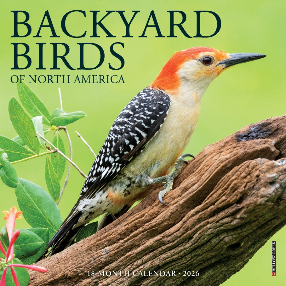 2026 Willow Creek Press Monthly Mini Wall Calendar, 7in x 7in, Backyard Birds, January To December, 53447